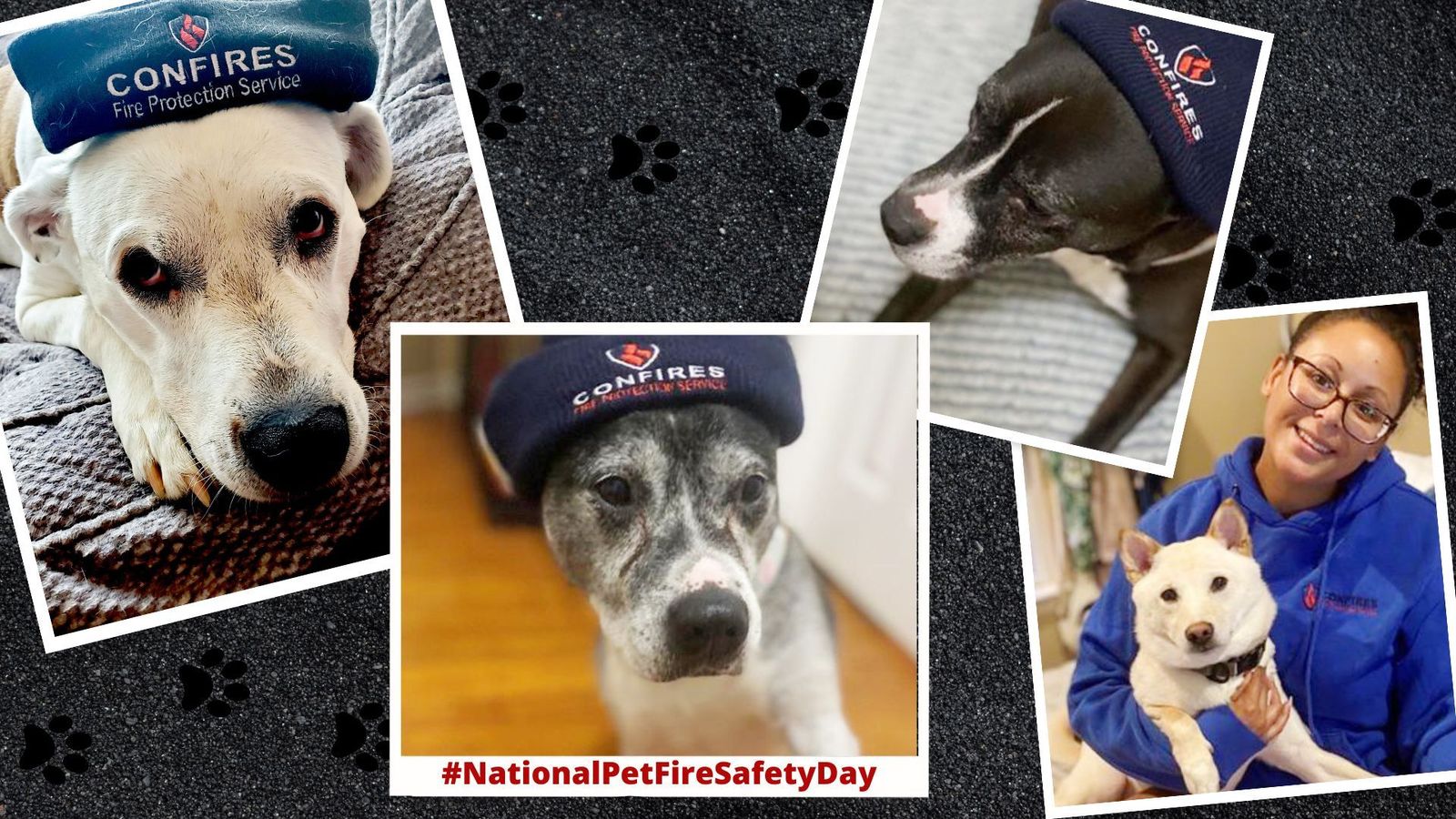 Four images of dogs; all wearing a branded hat that reads 